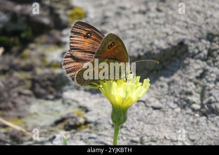 Ringlet aus Messing (Erebia cassioides) Stockfoto