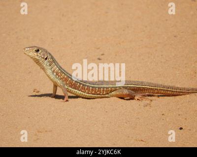 Schwarz beschichtete Echse (Gerrhosaurus nigrolineatus) Stockfoto