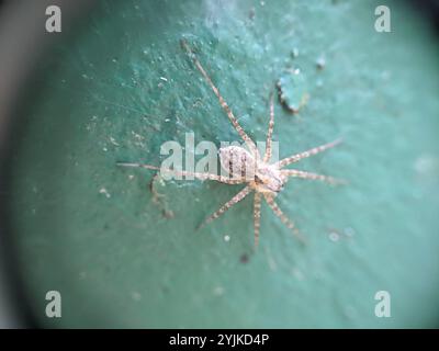 Dünnbeinige Wolfsspinnen (Pardosa) Stockfoto