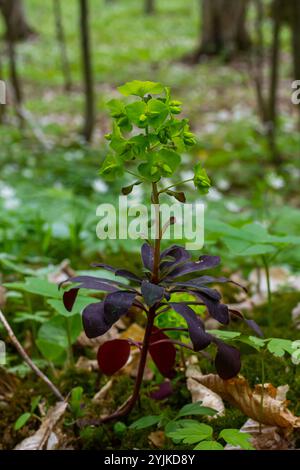 Euphorbia amygdaloides. Holzspurge mit seinen gelblich-grünen Blütenständen. Stockfoto