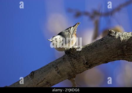 White-breasted Kleiber Sitta carolinensis Rio Grande Nature Center Albuquerque, New Mexico USA Stockfoto