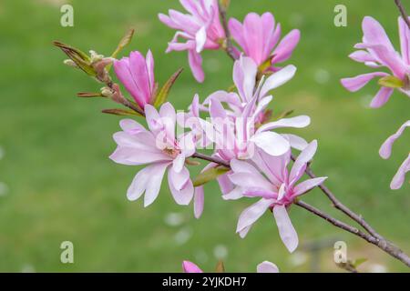 Löbners Magnolie (Magnolia x loebneri 'Leonard Messel'), Löbners Magnolie (Magnolia x loebneri Leonard Messel) Stockfoto