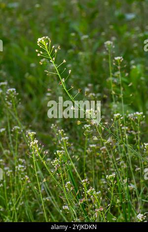 Capsella bursa-pastoris, bekannt als Schäfertasche. Weit verbreitetes und gebräuchliches Unkraut in Agrar- und Gartenpflanzen. Heilpflanze in natürlicher Umgebung. Stockfoto