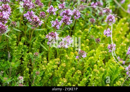 Blühender Duft Thymus serpyllum, Breckland Wildthymian, Kriechthymian oder Elfinthymian Nahaufnahme, Makrofoto. Wunderschönes Essen und Heilpflanze i Stockfoto