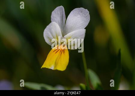Viola arvensis ist eine Veilchenart, die unter dem gebräuchlichen Namen Feldpalisa bekannt ist. Stockfoto