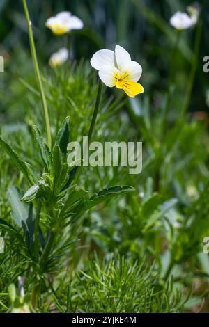Viola arvensis ist eine Veilchenart, die unter dem gebräuchlichen Namen Feldpalisa bekannt ist. Stockfoto