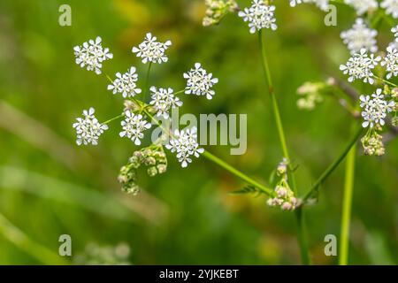 Chaerophyllum aureum Goldener Kerbel Goldener Kerbel. Stockfoto