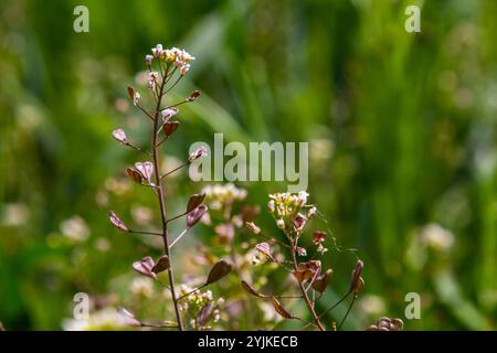 In der Natur wachsen auf dem Feld Capsella bursa-pastoris. Stockfoto