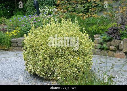 Japanischer Spindelstrauch (Euonymus japonicus 'Aureomarginatus'), japanischer Spindelstrauch (Euonymus Stockfoto
