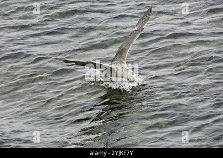 Northern giant petrel Macronectes halli Landung auf Meer Falkland Inseln Stockfoto