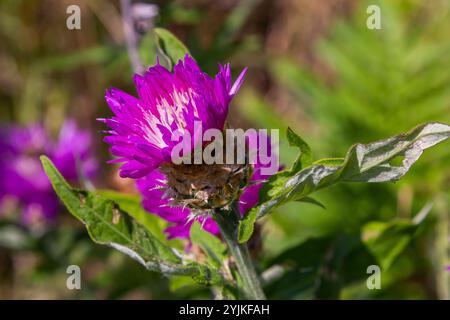 Psephellus weißter Psephellus dealbatus im Garten. Hummel auf Blumen. Stockfoto