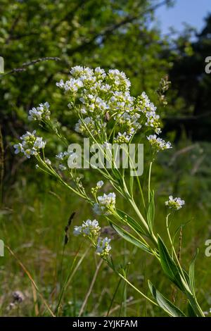 Weiße Meerrettichfowern in der Nähe des Bio-Gartens. Blühender Meerrettich, lat. Armoracia rusticana, eine mehrjährige Gemüsepflanze, im Frühjahr. Stockfoto