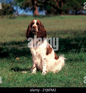 Haustiere. Hund im Freien. Springer Spaniel. Stockfoto