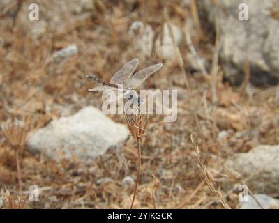 Schwarzer Pennant (Selysiothemis nigra) Stockfoto