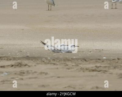 Schneekrone (Sterna trudeaui) Stockfoto