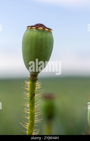 Die Art, wie die Frucht einer Mohnblume ihren Kopf verneigt. Stockfoto