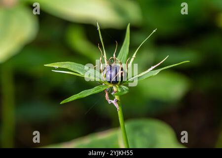 Sehr giftige Pflanze Rabenauge vierblättrige Paris quadrifolia auch bekannt, Beere oder True Lovers Knot wächst in der Wildnis in einem Wald. Stockfoto