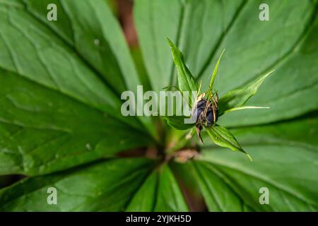 Sehr giftige Pflanze Rabenauge vierblättrige Paris quadrifolia auch bekannt, Beere oder True Lovers Knot wächst in der Wildnis in einem Wald. Stockfoto