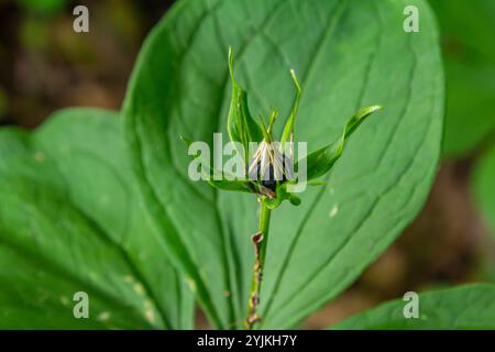 Sehr giftige Pflanze Rabenauge vierblättrige Paris quadrifolia auch bekannt, Beere oder True Lovers Knot wächst in der Wildnis in einem Wald. Stockfoto