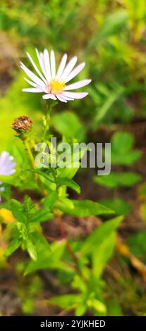 Michaelmas-Gänseblümchen (Symphyotrichum x salignum) Stockfoto