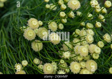 Santolina rosmarinifolia Primrose Edelstein Pflanze in der Blüte im Sommer. Stockfoto