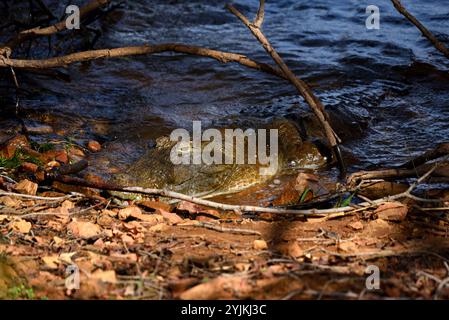 Krokodil ruht, indischer Wald Stockfoto