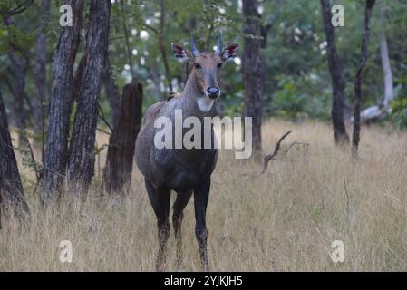 Nilgai (Boselaphus tragocamelu), Panna Tiger Reserve, Wildtiere bhopal Indien Stockfoto