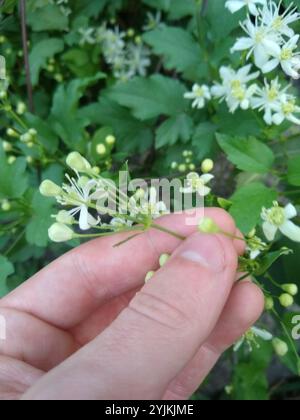 Western White Clematis (Clematis ligusticifolia) Stockfoto