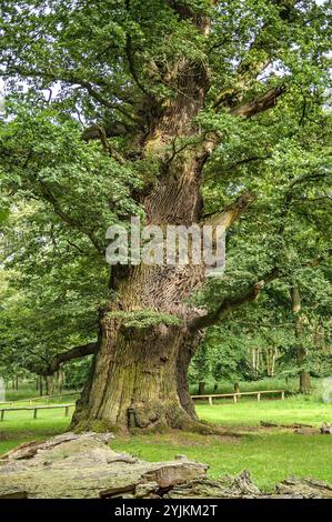 Ivenacker Eichen, Stiel-Eiche (Quercus robur), Ivenacker Eichen, Stieleiche (Quercus robur) Stockfoto
