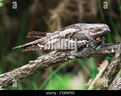 Europäischer Nachtkrug Caprimulgus europaeus Day Roosting, New Forest National Park, Hampshire, England, Großbritannien, Juni 2021 Stockfoto