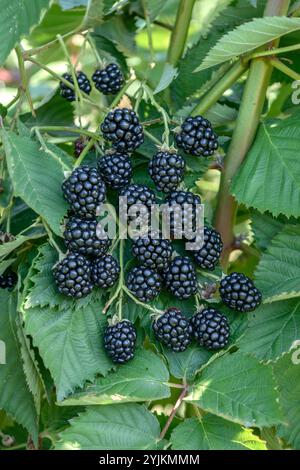 Arkansas-Brombeere (Rubus fruticosus „Navaho“), Arkansas brombeere (Rubus fruticosus Navaho) Stockfoto