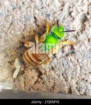 Gestreifte Honigschwanzbiene (Agapostemon melliventris) Stockfoto