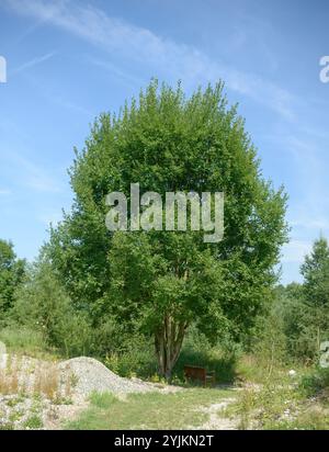 Sal-Weide (Salix caprea), Ziegenweide (Salix caprea) Stockfoto