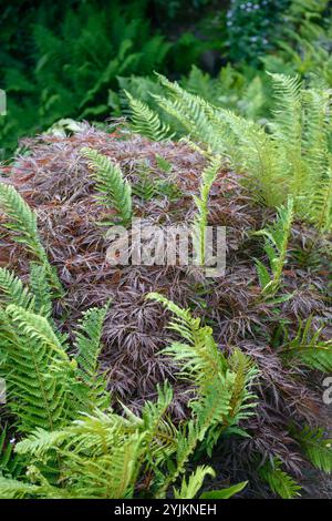 Roter Schlitz-Ahorn (Acer palmatum „Garnet“), Roter Ahorn mit geschliffenem Blatt (Acer palmatum Garnet) Stockfoto