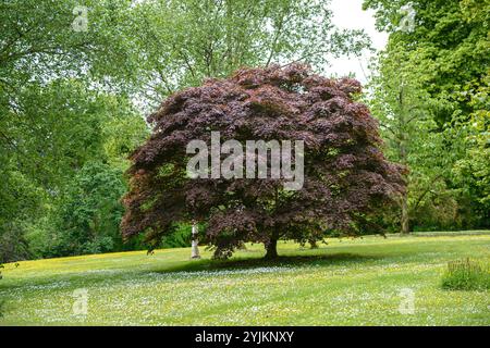Roter Fächer-Ahorn (Acer palmatum „Bloodgood“), roter japanischer Ahorn (Acer palmatum Bloodgood) Stockfoto
