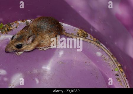 Bushveld-Gerbil (Gerbilliscus leucogaster) Stockfoto