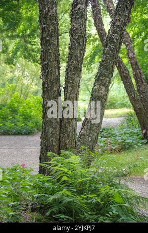 Schwarz-Birke (Betula nigra), Schwarzbirke (Betula nigra) Stockfoto