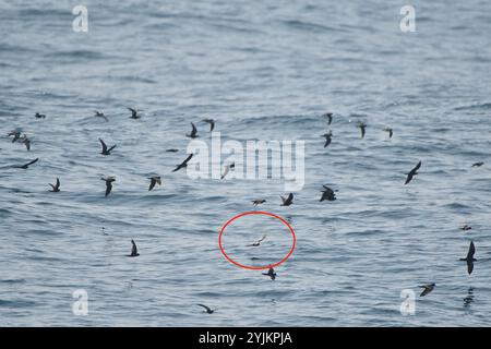 Gabelschwanzsturm-Petrel (Hydrobates furcatus) Stockfoto