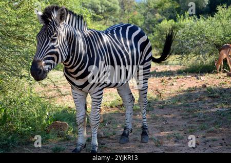 Zebra im Pilansberg Nationalpark Stockfoto