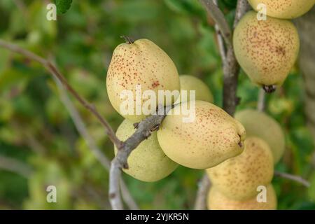 Zierquitte (Chaenomeles x Superba 'Fusion'), Zierquitte (Chaenomeles x Superba Fusion) Stockfoto