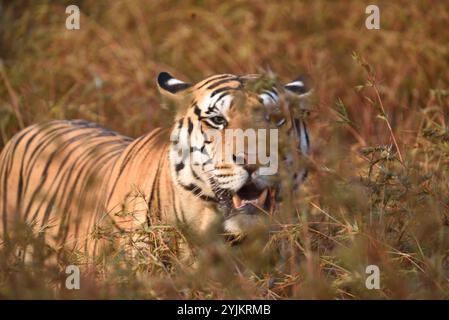 Tiger (Panthera tigris), Wildtiere bhopal, Indien Stockfoto