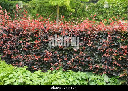 Blut-Buche (Fagus sylvatica 'Atropunicea'), Kupferbuche (Fagus sylvatica Atropunicea) Stockfoto