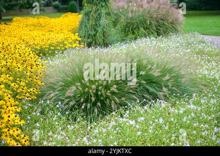 Lampenputzergras (Pennisetum alopecuroides 'Hameln'), Sonnenhut (Rudbeckia fulgida 'Goldsturm'), Brunnengras (Pennisetum alopecuroides Hameln), pur Stockfoto