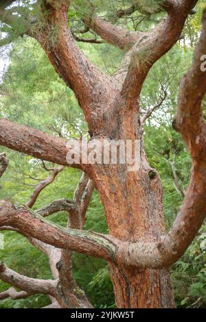 Japanische Rot-Kiefer (Pinus densiflora), Japanische Rotkiefer (Pinus densiflora) Stockfoto