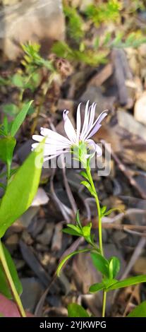 Michaelmas-Gänseblümchen (Symphyotrichum x salignum) Stockfoto