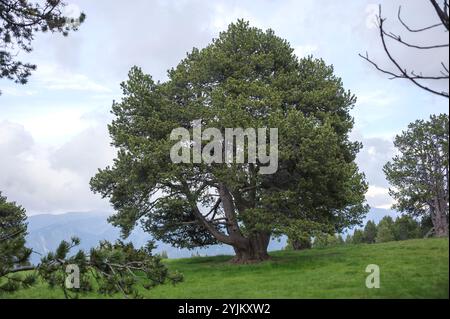 Haken-Kiefer, Pinus mugo subsp. Uncinata, Hakenkiefer Stockfoto