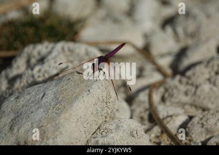 Männliche violette Tropfbarte Libelle (Trithemis annulata) Stockfoto