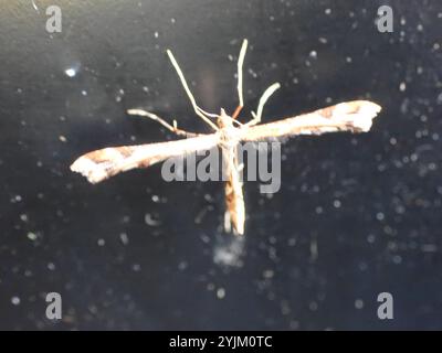 Schöne Plume Moth (Amblyptilia acanthadactyla) Stockfoto