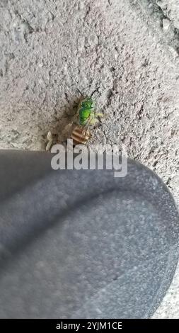 Gestreifte Honigschwanzbiene (Agapostemon melliventris) Stockfoto