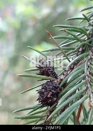 Lärche Wollblattlaus (Adelges laricis) Stockfoto